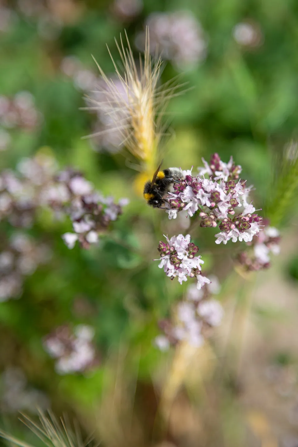 Hummel sammelt Nektar auf Oregano-Blüten im Garten der Kita Kinderwerkstatt Münster