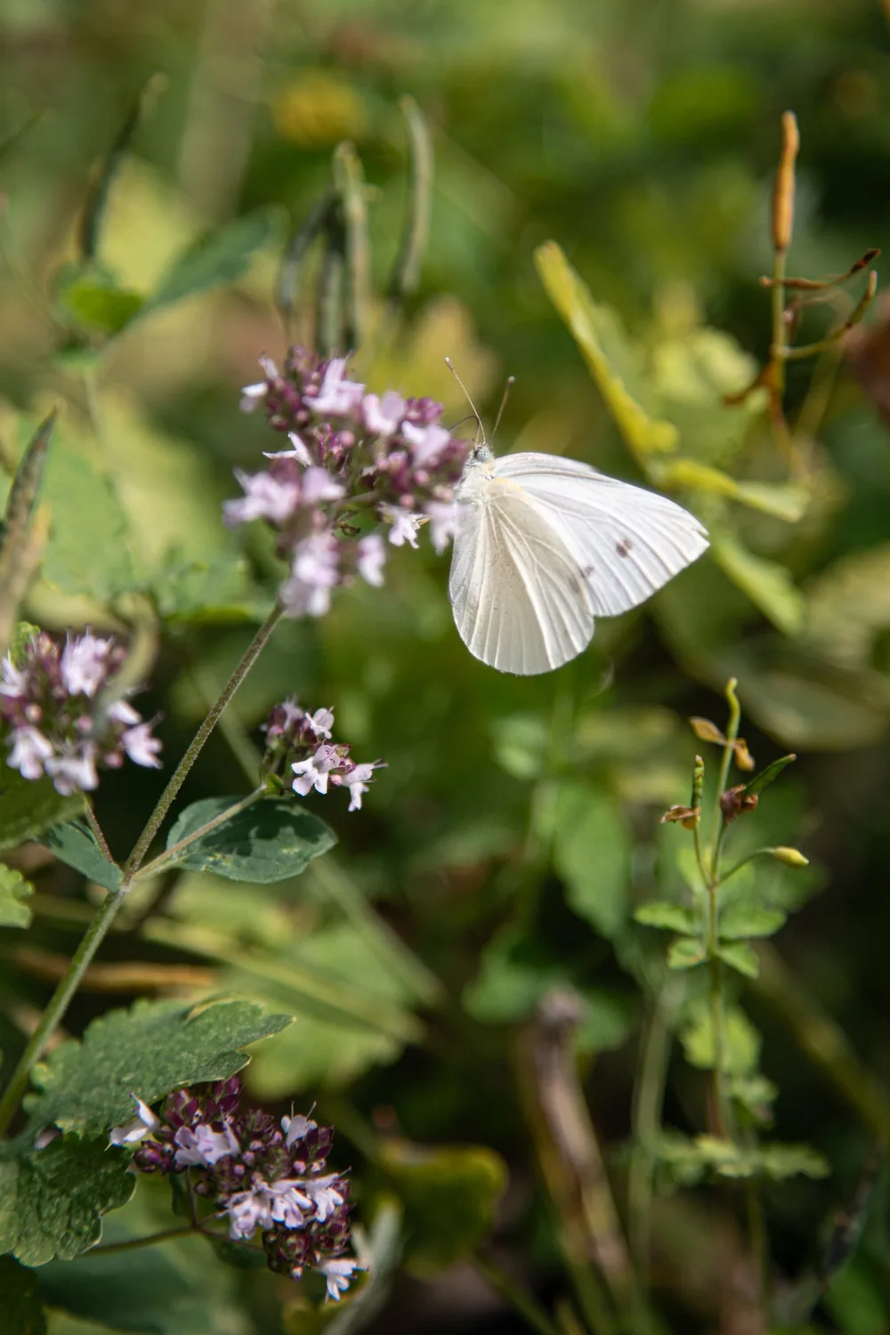 Weißer Schmetterling auf Oregano-Blüten im Garten